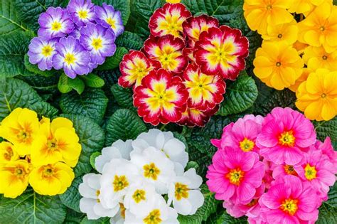 primrowe|Primula (Primrose): How to Grow and Care with Success .